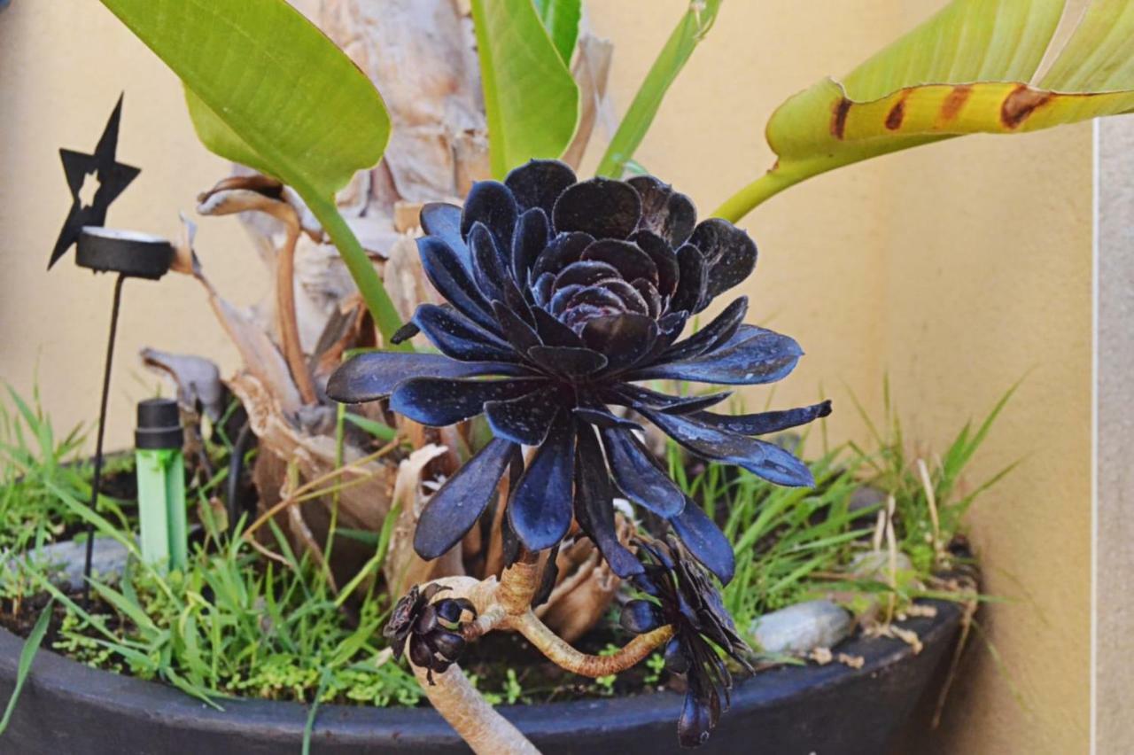 Banyan Cotobro Villa Almuñécar Kültér fotó